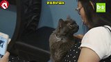 猫咪与老鼠和谐相处