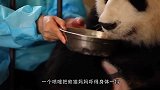 饲养员戏弄熊猫被识破，熊猫：我是差竹笋的熊猫吗，竟敢骗我