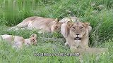 北牛油果雄狮联盟：大布独守塔拉马蹄狮群，巡逻领地，状态良好
