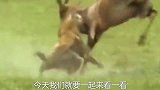 怀孕斑马遭到20只鬣狗围攻，未出生的小斑马葬身狗腹，十分惨烈