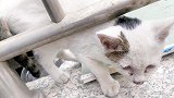 主人喂流浪猫，家里的肥猫竟然一点都不吃醋！