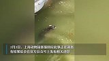 网曝上海动物园一小老虎溺亡，客服：正在调查