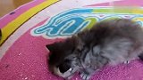 不听话的小猫，溜出来探险，连蹦带跳好可爱！