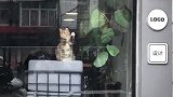 猫：看啥看，我在帮主人擦玻璃呢！