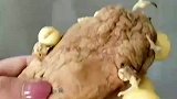 老土豆原来能生小土豆