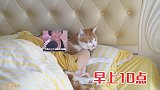 10天没出门会怎么样？家里的人和猫必须要疯一个！