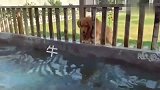 马犬和金毛一对好兄弟，金毛洗澡进不去，马犬直接把围栏拆了