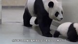 熊猫宝宝在动物园里乱跑,被熊猫妈妈发现后,搞笑的一幕出现了