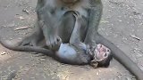 公主对小奶猴溺爱过度，终于收拾一回