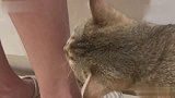 猫咪，你该配副眼镜了！
