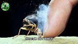 会使用生化武器的蚂蚁：红褐林蚁-张义谨的奇异科学
