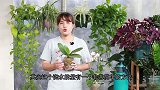 养了多年蝴蝶兰，总结出“最实用”的浇水方法，不怕烂根
