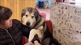 奶奶来城里看阿拉斯加犬洛洛了，一来就给它炖鸡吃，真是太幸福了