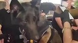 在赞扬声中，警犬骄傲地抬起了头