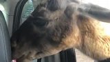 一点不怕人，好可爱