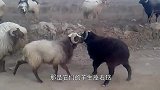 两只山羊互相看不顺眼，火药味十足，下一秒承包我一年笑点！