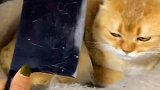 猫：我需要给你面子么