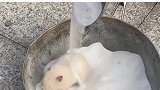 疯狂创意金丝熊洗澡窝竟然是一个锅