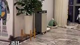 狗子听到开饭就化身陀螺，兴奋地连转三四十秒