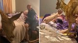 因母亲一生痴迷鹿 澳大利亚一女子带小鹿探望重病母亲