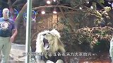 雄狮“发狂扑倒”饲养员，一旁母狮坐不住了，这是准备造反了？