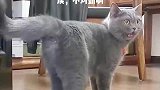 小猫咪进错家门，一脸不可置信