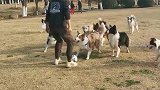 人狗踢足球大战，这假动作整的，把狗都忽悠急了