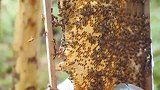 蜜蜂起王台会分蜂吗？养蜂人教你辨别，你还担心蜜蜂会分蜂吗