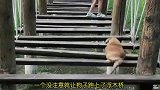 当狗子爬上浮木桥之后！