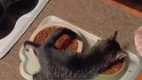 小猫从小是院里母鸡带大的