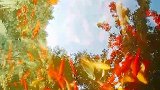水中倒影，美丽如画。