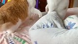 白猫：别打我啊，小心我叫铲屎官了！