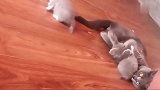 蓝猫：妈，我头有点疼，大猫：不，你不疼
