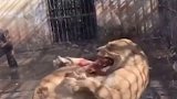 襄阳动物园一只狮子不明原因自残，动物园负责人称，这只母狮最近患上了类似人类灰指甲的病，才出现狂躁情况。