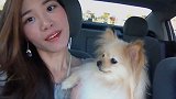 小博美犬够不着桌子上的食物 急的狂伸舌头