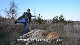 雄狮死活不肯梳毛，男人上来就给它一巴掌，雄狮的反应你想不到