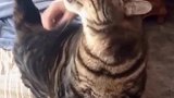 有些猫撸着撸着就很奇怪了……