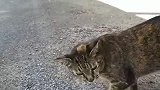 野外遇见一只流浪猫，竟然不怕人还发怒，怎么回事