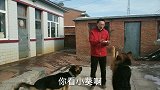 两条狼狗吃肉有点意思，小葵直接生吞，小黑细嚼慢咽