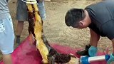 新生小牛犊要把羊水排干净，不然容易得异物性肺炎