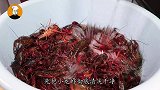 龙虾一过季节就没得吃了，私藏保存妙招告诉你，放半年不会坏！