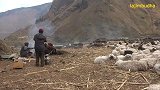 尼泊尔牧羊人加餐吃鸡肉，传统吃鸡法火烧鸡毛，牧羊犬吃玉米糊