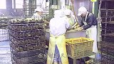 这鱼什么来头鳞片比“盔甲”还硬，厨师只能用锤子敲鱼鳞