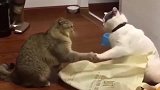 猫咪：来打架啊，互不伤害的那种！