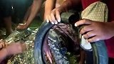 印尼：巨鳄被轮胎套脖6年 男子苦追1个月终于把它解救