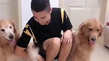 金毛说节日快乐，好懂事的汪星人