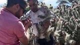 阿根廷：看着都疼！男子骑车跌进仙人掌丛，起身变刺猬