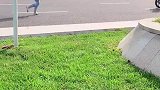 金毛轮胎帮小姐姐把包抢回来了，看轮胎的做法太帅气了，轮胎真棒