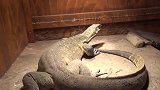 非洲最大的巨蜥仅次于尼罗鳄，真正蜥蜴中的生存大师！