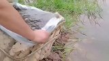 大叔直接在稻田里养黄鳝，网友这大叔很喜欢吃黄鳝吧